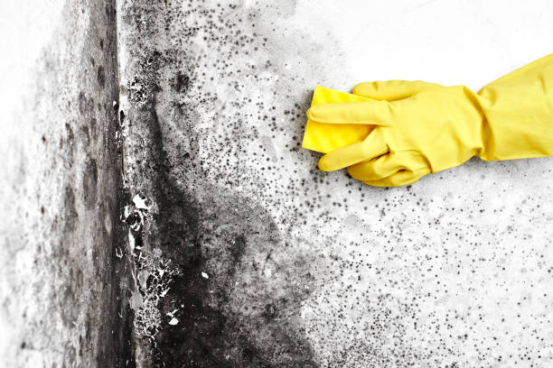 Trusted England, AR Mold Removal Experts