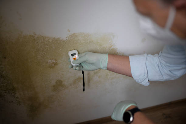 Best Mold Remediation Experts  in England, AR